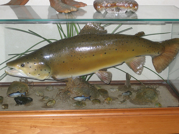 Doug's mounted trout.