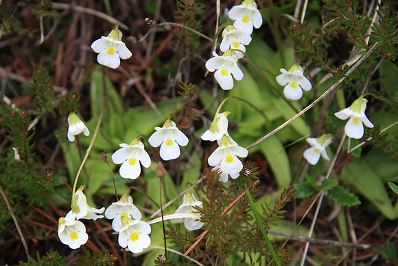 Pinguicula alpina (Alpine butterwort) - insectivorous