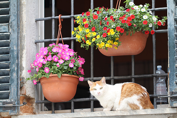 Cats in Piedmont always eye you suspiciously.