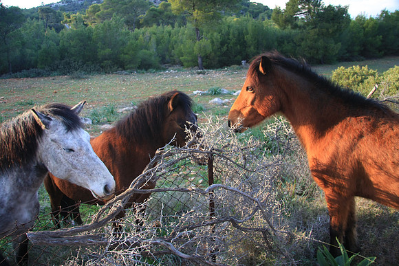 Someone will figure out this fence thing sooner or later.