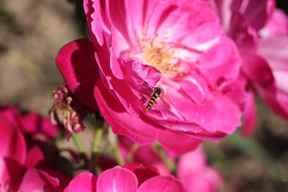 Rose in the garden