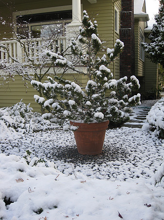 The tree in our circle out front