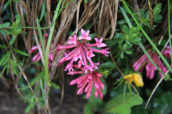 Daphne striata (Garland flower) - we think