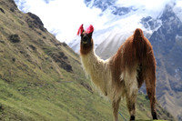 Salcantay Trek