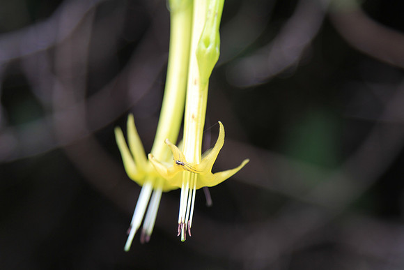 Unknown, but possibly Solanaceae family.