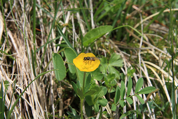 Insect in a Trollius eruropaeus (Globe flower)