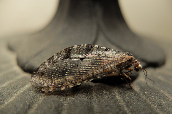 Nightstand visitor - dead. Don't know what kind of insect this is.