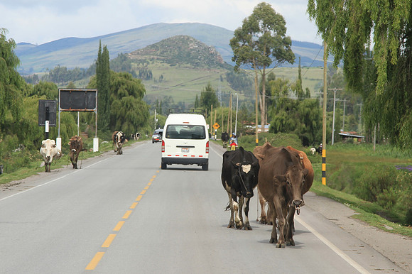 Don't those cows know they are going against traffic?