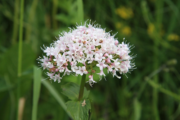 Unidentified flower head