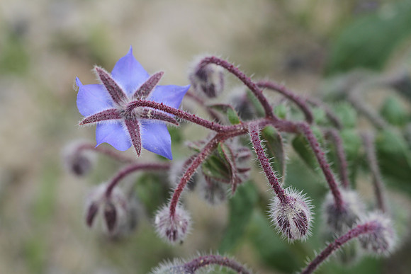 Borage.