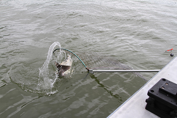 Netting is an art.