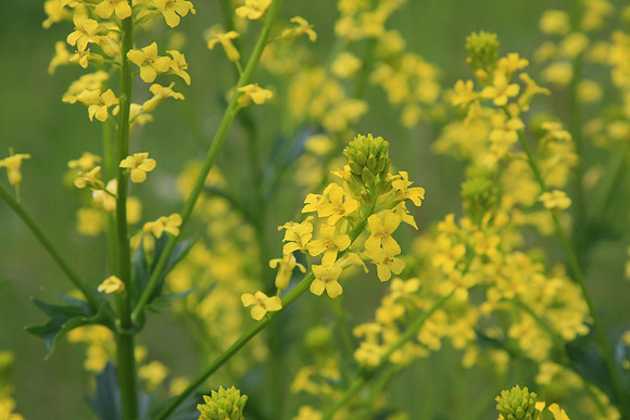 Unknown yellow flower