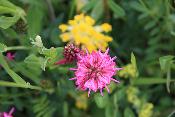 Another unidentified plant.