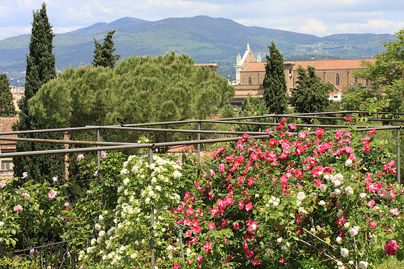 The Rose Garden is just below Piazzale Michelangelo