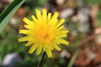 Another flower.