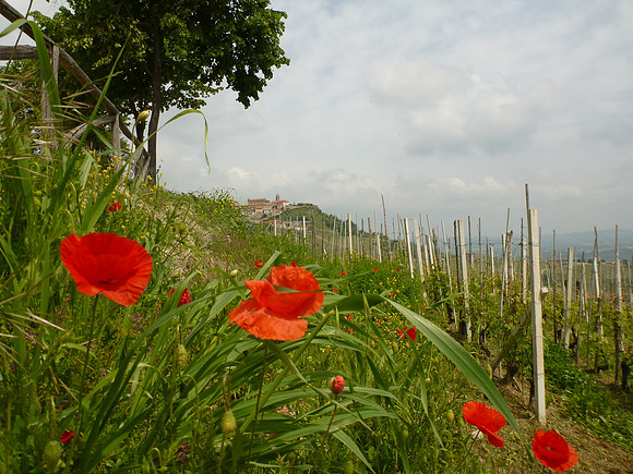 On the road to La Morra. which is in the distance.