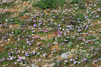 Flowers carpeting the way