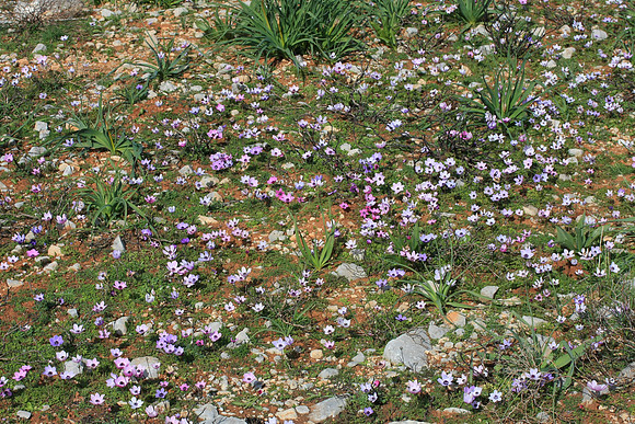 Flowers carpeting the way