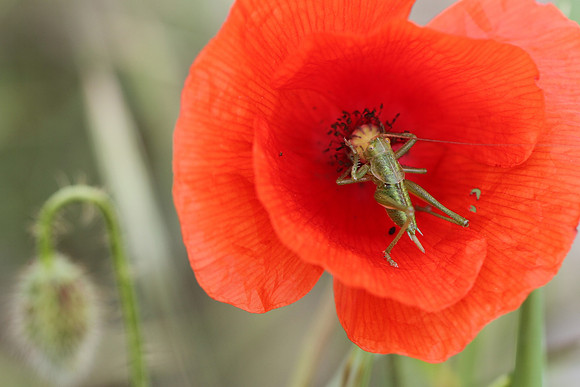Poppy and grasshopper.