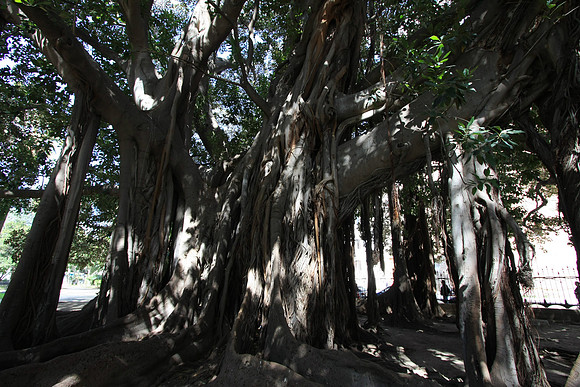 Banyan tree in Villa Garibaldi