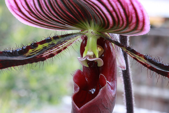 Phaliopedilum - Slipper Orchard