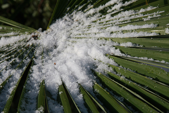 The next day, palm trees are not happy - about 25 degrees