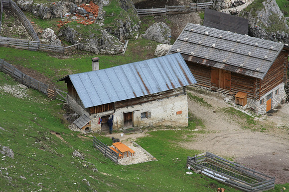 The herder (in the doorway) whistled and called out commands to keep the herd under control.