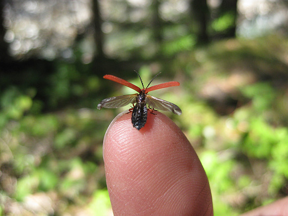 Insect prepares for launch