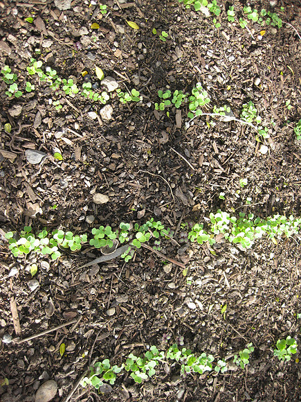 The start of the salad garden