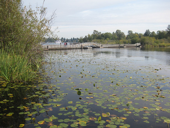 Marsh Island adjacent to Foster Island.