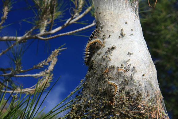 Tent catepillars are a problem here