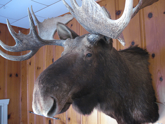The Moose Who Watches You Sleep