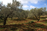 Olive grove
