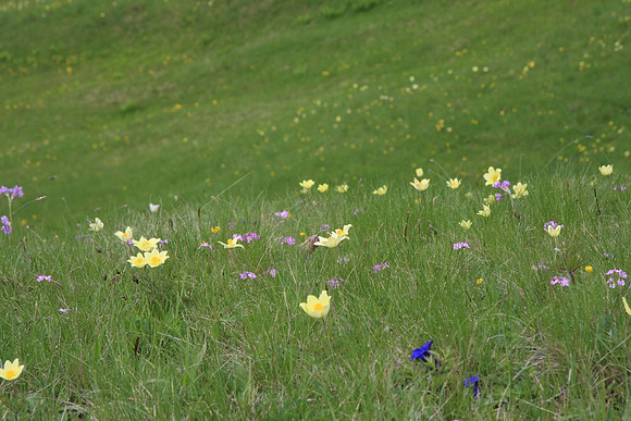 Meadow flowers.