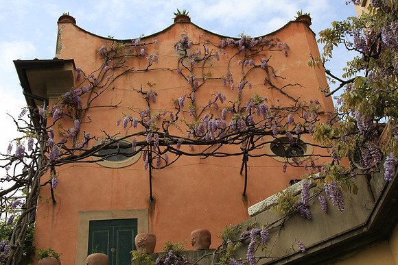 Wisteria in a courtyard in Borgo San Iacopo