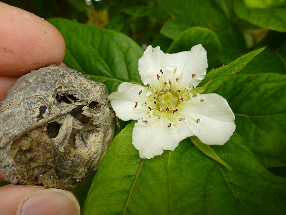 A nespola (Medlar Apple).