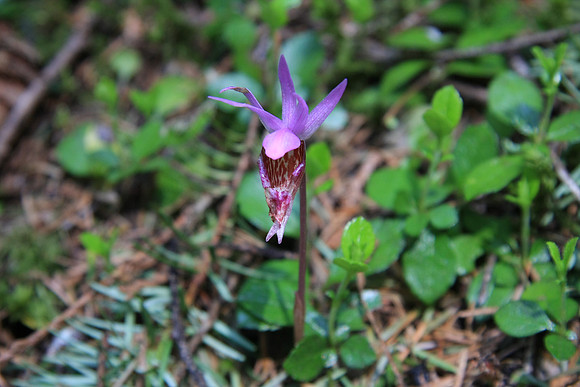Native orchid - Calypso bulbosa