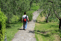 The Iris Garden Used to be an Olive Grove