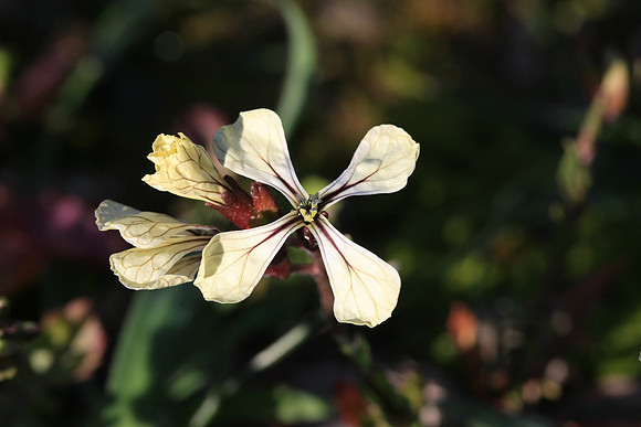 Arugula blossom