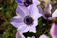 More flowers