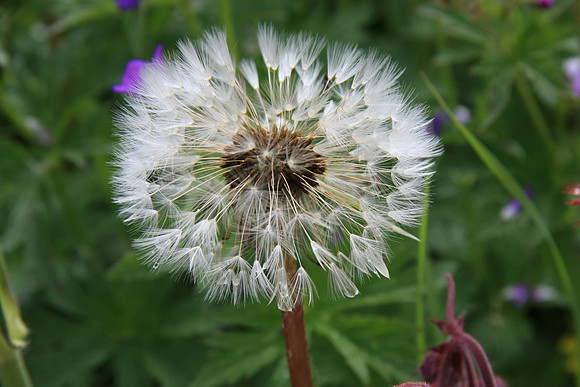 A seed head. Looks like dandelion but isn't.