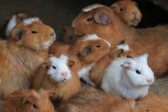 Guinea pigs at Mollepata where we stopped for coffee (at Carla's house).