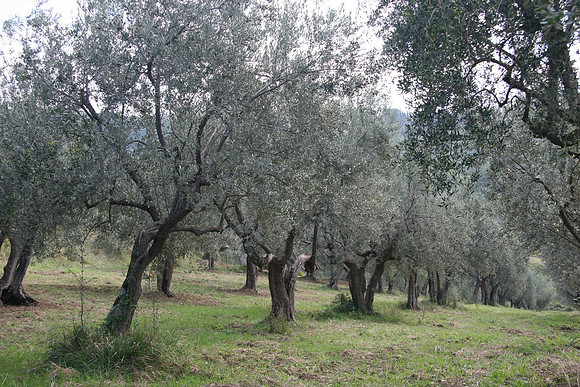 Olive trees