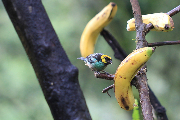 Saffron Crowned Tanager, Inkaterra Hotel.