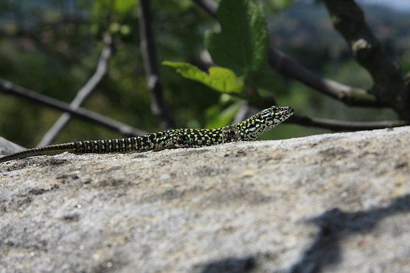 Colorful lizard catching some rays