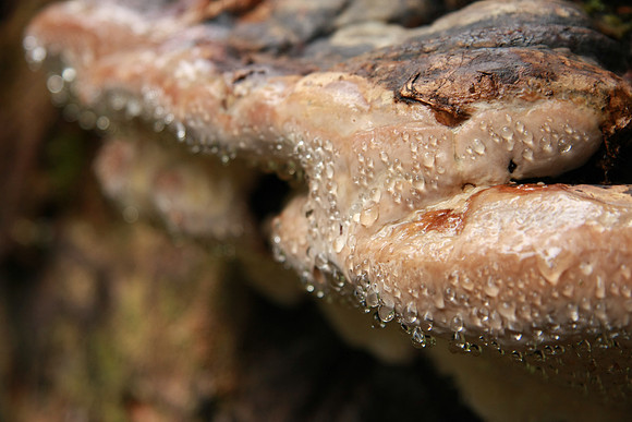 Strange fungus.