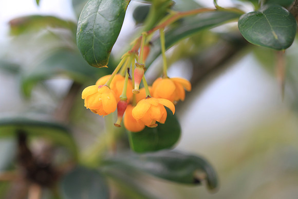 Berberis commutata flowers.