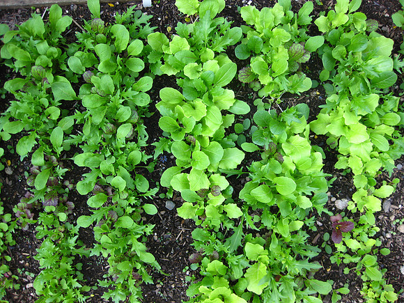 The salad garden grows up
