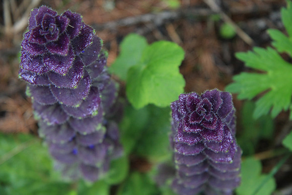 Ajuga pyramidalis - 80% sure of it.