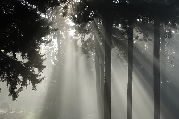Mist through the pines and firs.